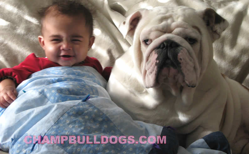 English Bulldog picture